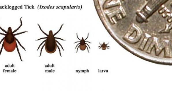 This image by the Centers for Disease Control and Prevention shows the stages of black-legged (deer) tick development.