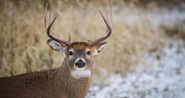 White-tailed buck, courtesy of Ohio Department of Natural Resources Division of Wildlife