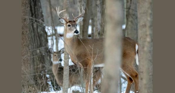 A buck and a doe in the woods, courtesy of Ohio Department of Natural Resources Division of Wildlife