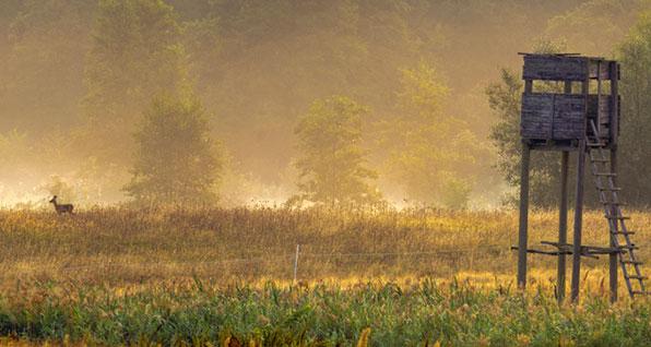 A deer walks past a deer blind on public hunting land