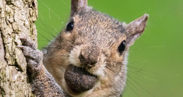 Squirrel on a tree, photo courtesy of Ohio Department of Natural Resources