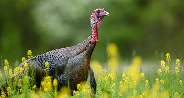 Ohio hunters checked 15,535 turkeys during the 2024 spring hunting season. (Courtesy Ohio Division of Wildlife)